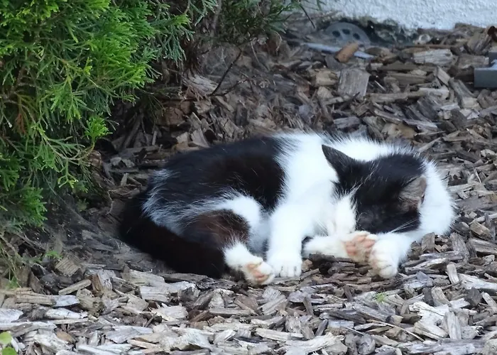 Oberhaslachhof Séjour à la ferme *